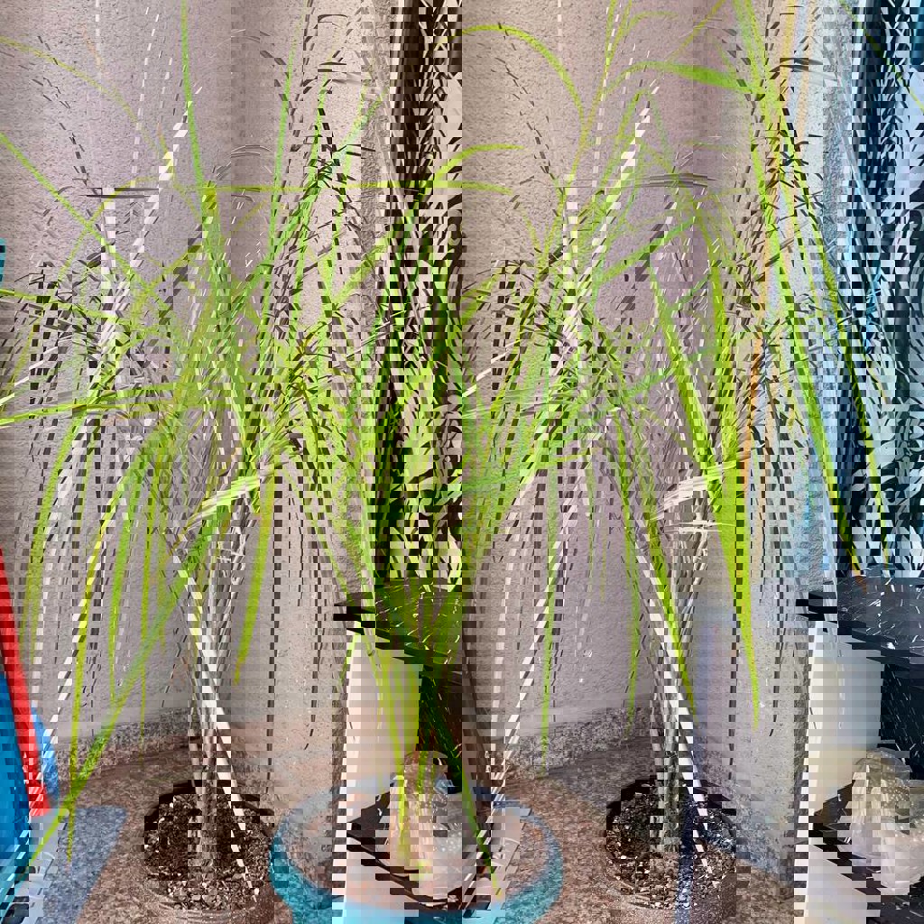 Веерная пальма