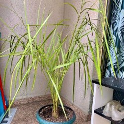 Веерная пальма - фото 1