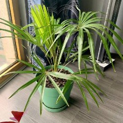 Веерная пальма - фото 2