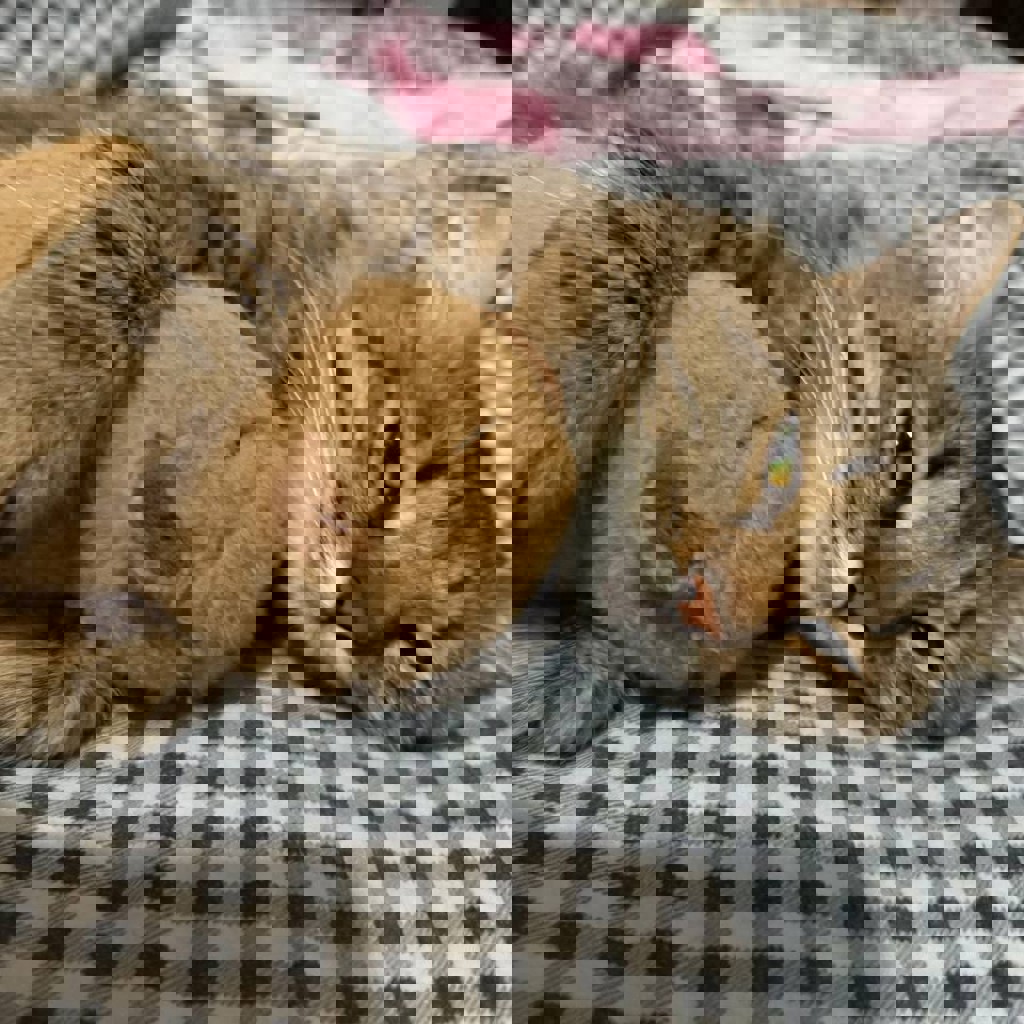 Кошка Флаффи