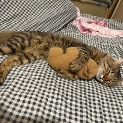 Кошка Флаффи - фото 2