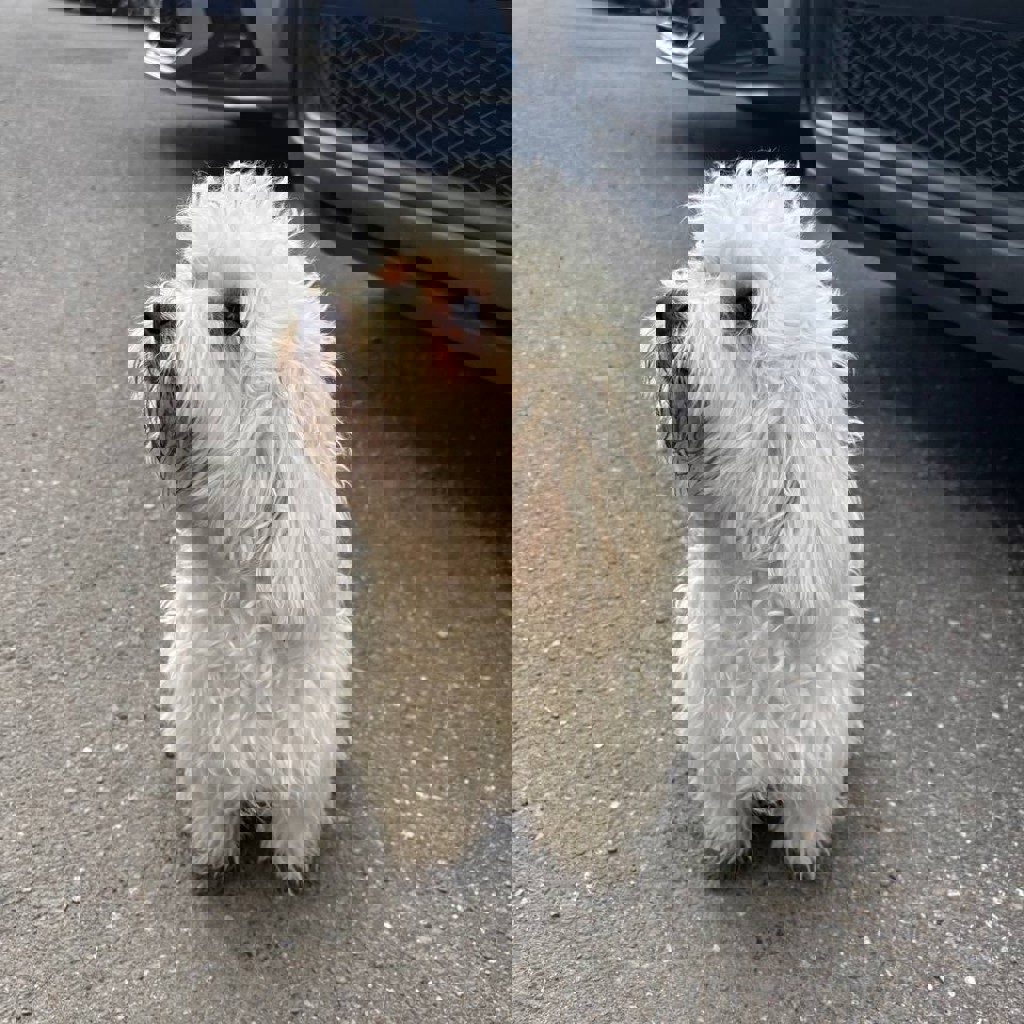 Найдена собака