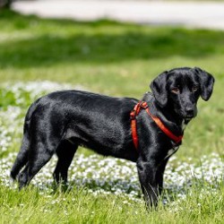 Люся - фото 6