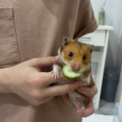 Хомяк - фото 2