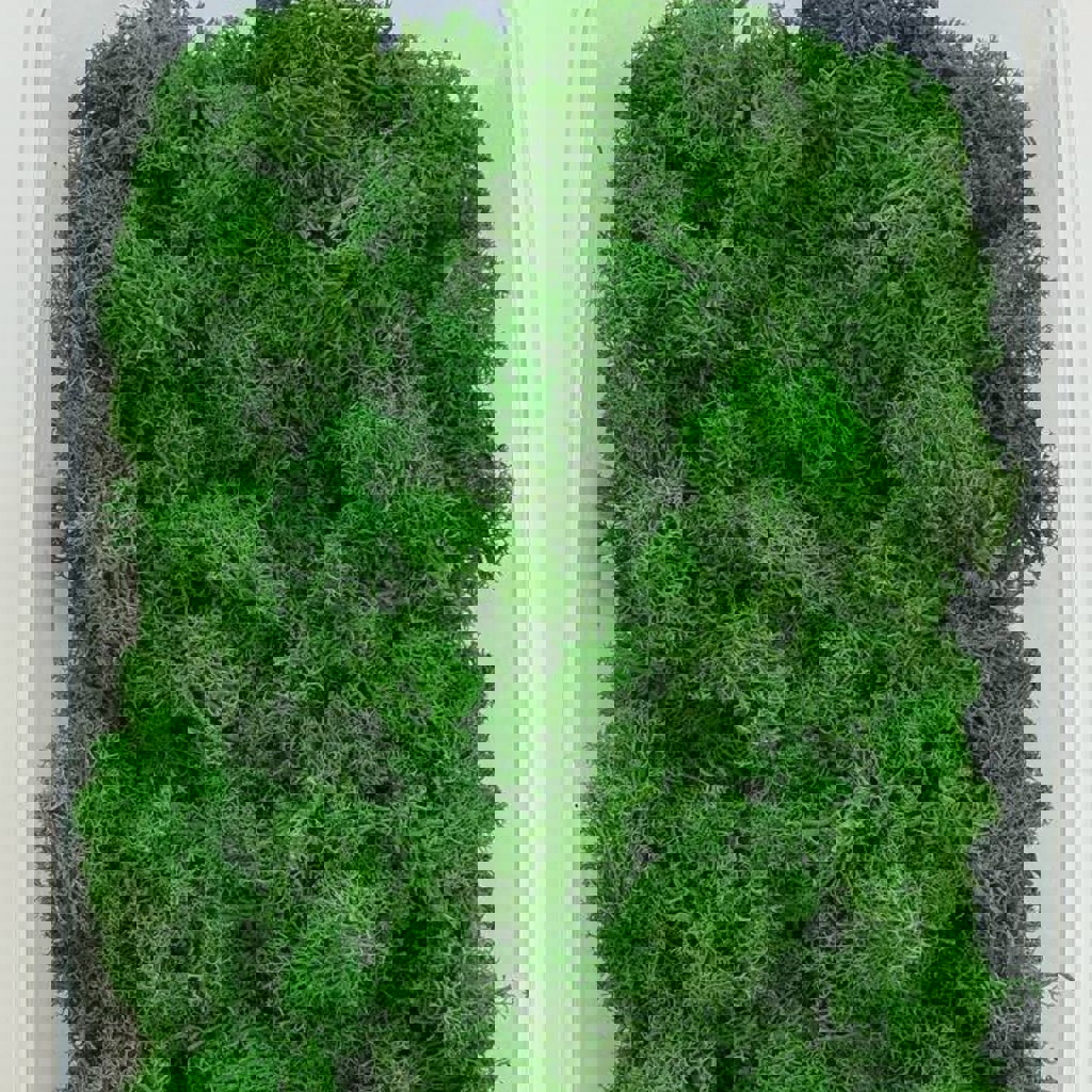 Стабилизированный мох флористический