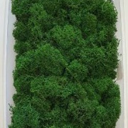 Стабилизированный мох флористический - фото 2