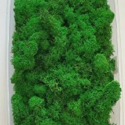 Стабилизированный мох флористический - фото 3