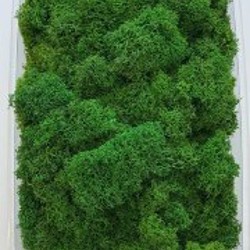 Стабилизированный мох флористический - фото 6