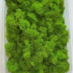 Стабилизированный мох флористический - фото 7