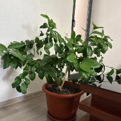 Оригинальные DR.Martens - фото 5