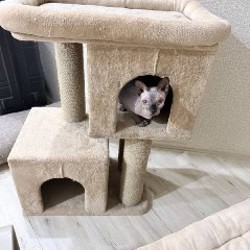 Туфли - фото 1