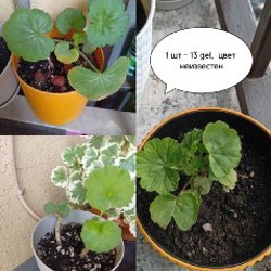 Цветы - фото 1