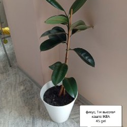 Цветы - фото 2