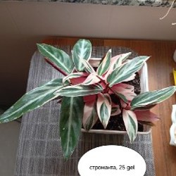 Цветы - фото 3