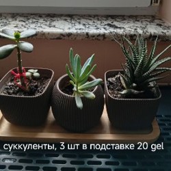 Цветы - фото 6