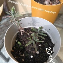 Цветы - фото 7