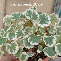 Цветы - фото 8