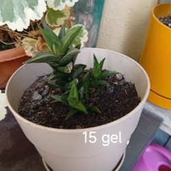 Цветы - фото 9