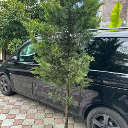 Аукуба - фото 1