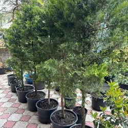 Аукуба - фото 2