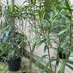 Аукуба - фото 3