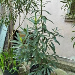 Аукуба - фото 4