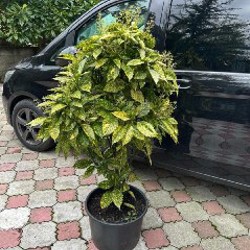 Аукуба - фото 5