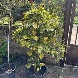 Аукуба - фото 6