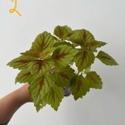 Колеус - фото 2