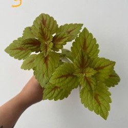 Колеус - фото 3