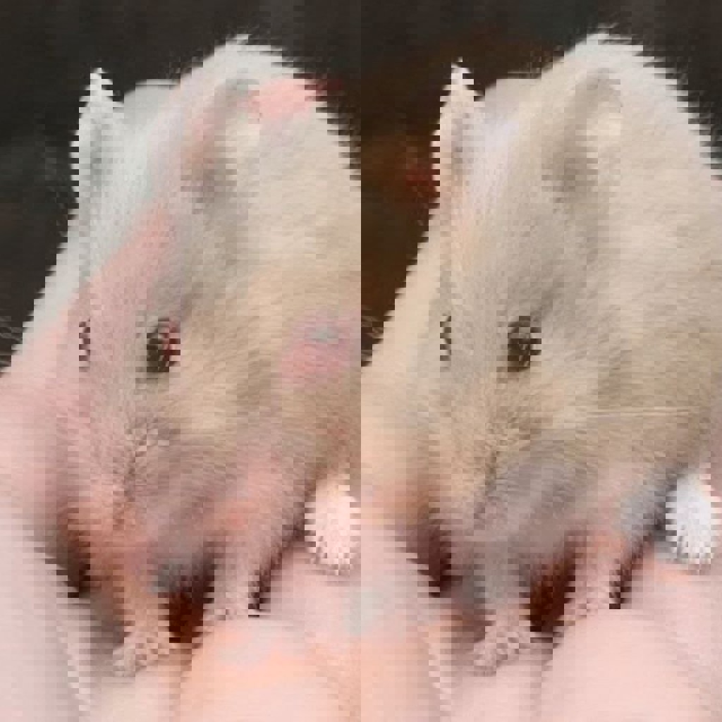 Хомячки Кэмпбелл