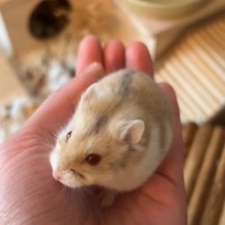 Хомячки Кэмпбелл - фото 2