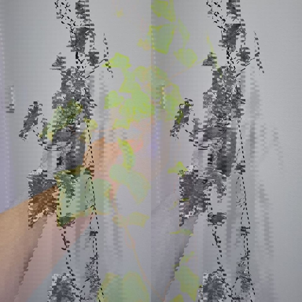 Суккуленты