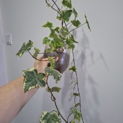 Суккуленты - фото 1