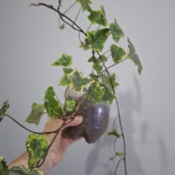 Суккуленты - фото 2