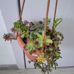 Суккуленты - фото 3