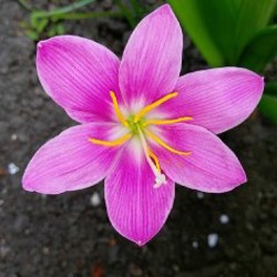 Суккуленты - фото 4