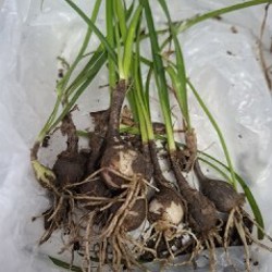 Суккуленты - фото 5