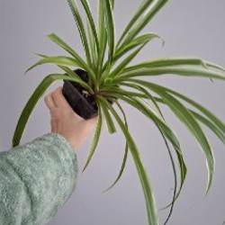 Суккуленты - фото 6