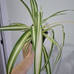 Суккуленты - фото 7