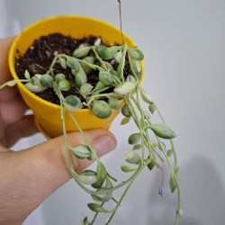 Суккуленты - фото 8