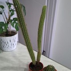 Суккуленты - фото 9