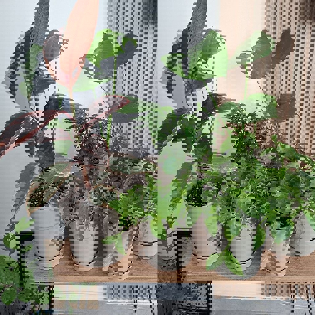 Домашние любимцы