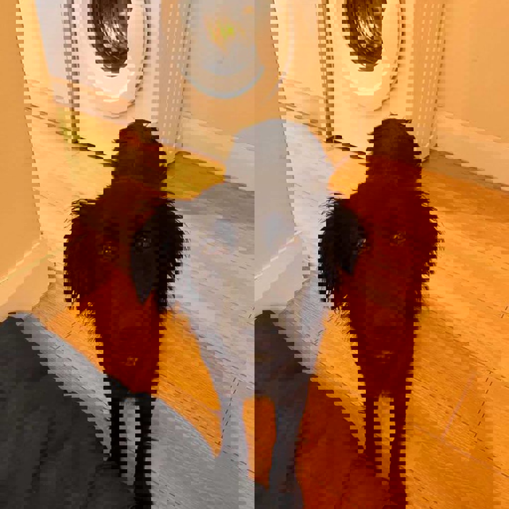 Собака на передержку