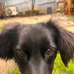 Собака на передержку - фото 2