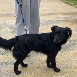 Собака на передержку - фото 4