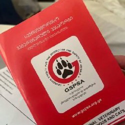 Собака на передержку - фото 5