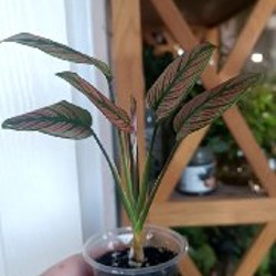 Калатея Маджестика Уайт Стар - фото 2