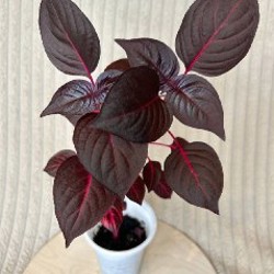 Ирезине - фото 1