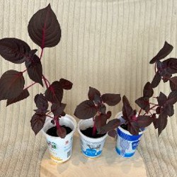 Ирезине - фото 2